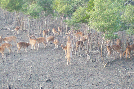 Sundarban Wildlife Package Tour