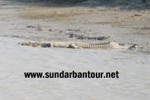 Sundarban National Park Tour