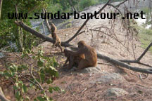 Sundarban National Park Tour