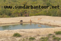 Sundarban National Park Tour