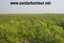 Sundarban Nature Package Tour