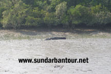 Sundarban Nature Package Tour