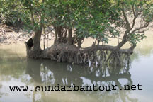 Sundarban World Heritage Package