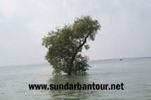 Sundarban World Heritage Package