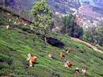 Darjeeling The Queen of Hills Package Tour - 9 Days