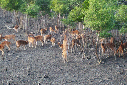 Puja Package Tour To Sundarban 2 in 1 of 2013