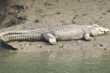 Puja Package Tour To Sundarban 2 in 1 of 2013