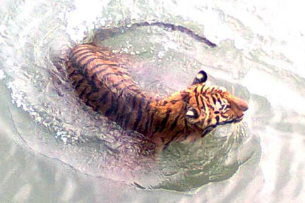 Puja Package Tour To Sundarban 2 in 1 of 2013