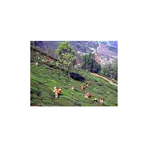 Kolkata - Shantiniketan - Murshidabad - Darjeeling - Kalimpong - Rishyop - Sundarban Wildlife Tour