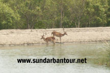 Kolkata - Shantiniketan - Murshidabad - Darjeeling - Kalimpong - Rishyop - Sundarban Wildlife Tour