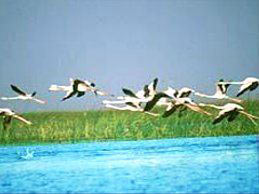 Remote Tribes of Orissa