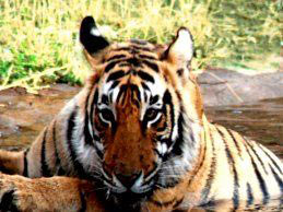 Tigers of The Central India With Golden Triangle