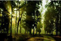 Tigers of The Central India With Golden Triangle