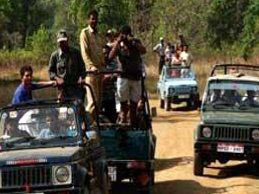Tigers of The Central India With Golden Triangle