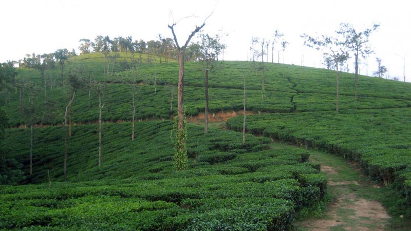Wayanad - Ooty Tour
