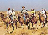 Rajasthan Safari Tour