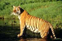 Taj With Tiger Tour
