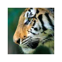 Indian Wildlife Tour Packages