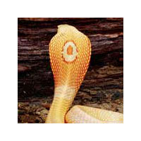 Indian Wildlife Tour Packages