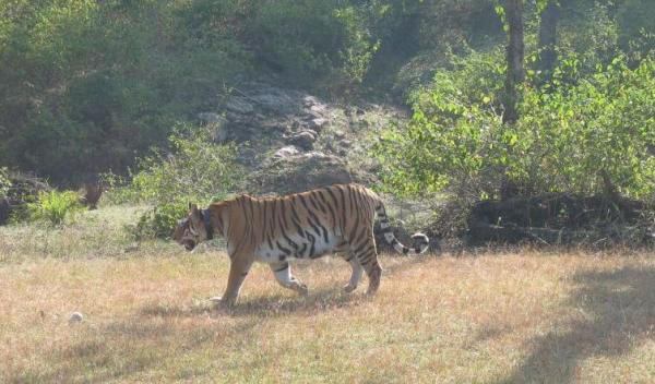 Pench Tiger Reserve (Karmazari) Tour
