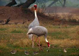 Golden Triangle with Bharatpur Bird Sanctuary - Wildlife Tour