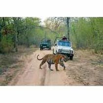 Wild Rajasthan Tour