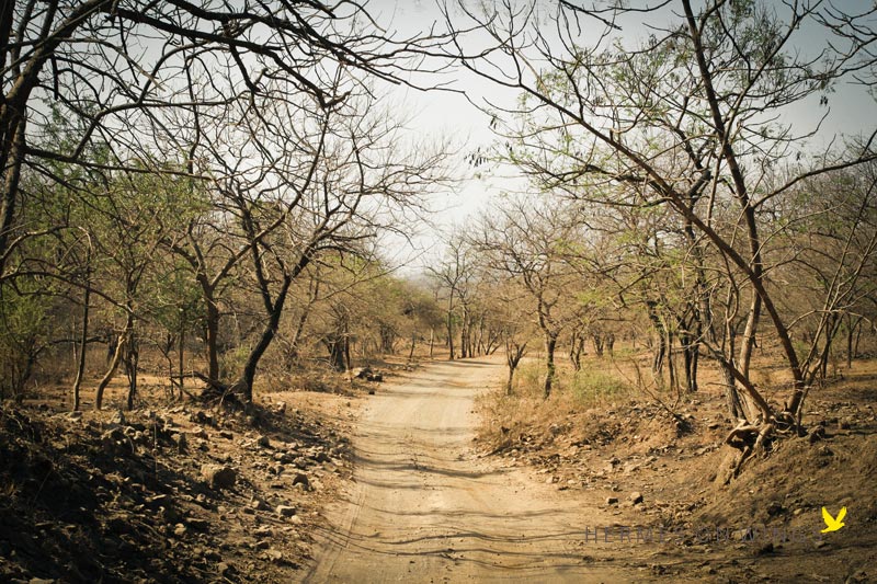 14 Days Gir National Park Tour