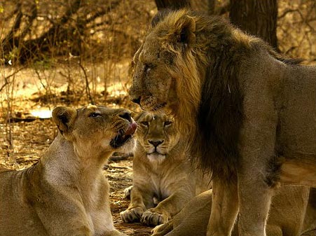 14 Days Gir National Park Tour