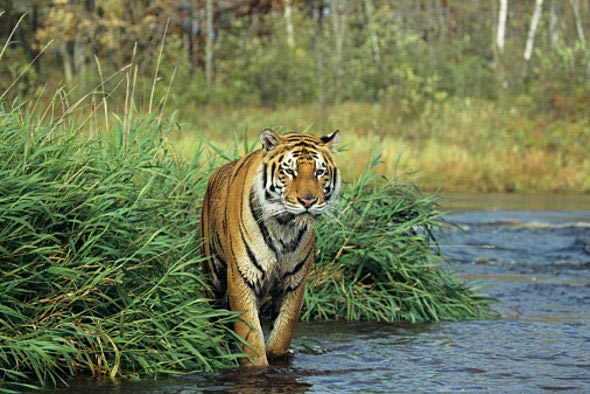 14 Days Eastern Himalayan Mangrove Tigers