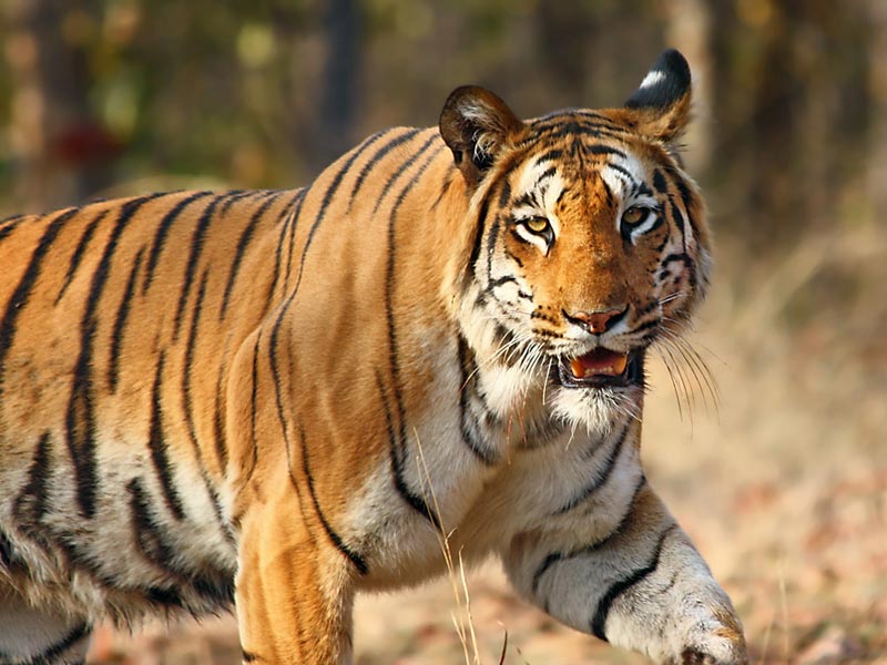 4 Days Eastern Himalayan Mangrove Tigers