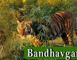 8 Days Bandhavgarh National Park Tour