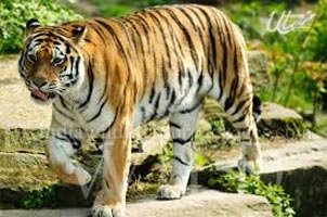 8 Days Bandhavgarh National Park Tour
