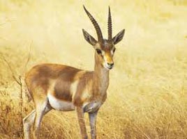 8 Days Bandhavgarh National Park Tour