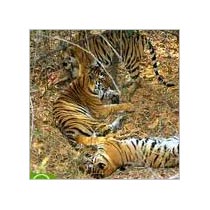 8 Days Bandhavgarh National Park Tour