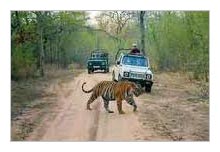 8 Days Bandhavgarh National Park Tour