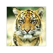 8 Days Bandhavgarh National Park Tour