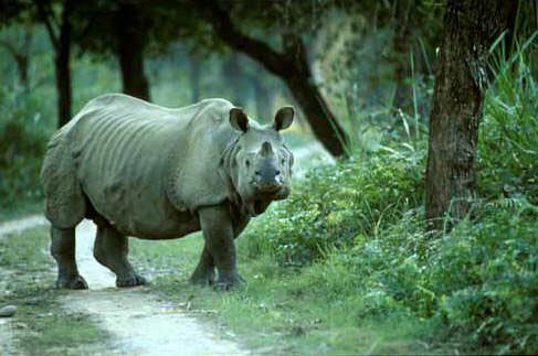 6 Days Kaziranga National Park Tour