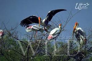 14 Days Keoladeo National Park Tour
