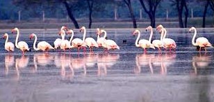 14 Days Keoladeo National Park Tour