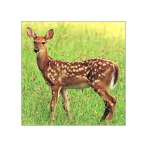 14 Days Keoladeo National Park Tour