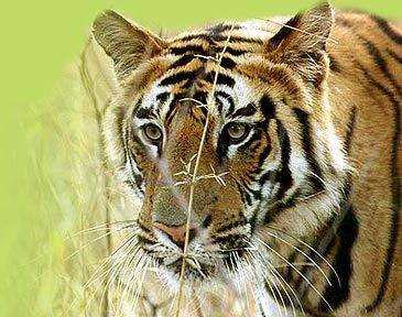 12 Days Tiger Wildlife Tour
