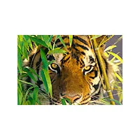 Rajasthan Wildlife Tour