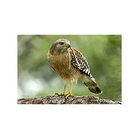 Rajasthan Wildlife Tour