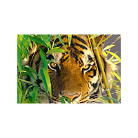 Rajasthan Wildlife Safari