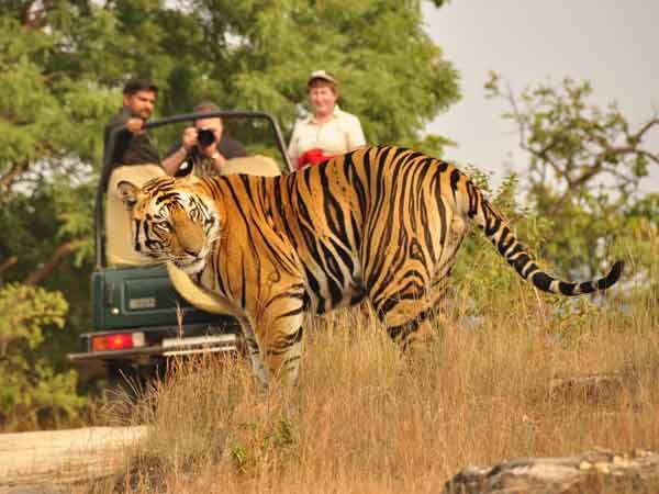 Bengal Tiger Sightseeing Tour