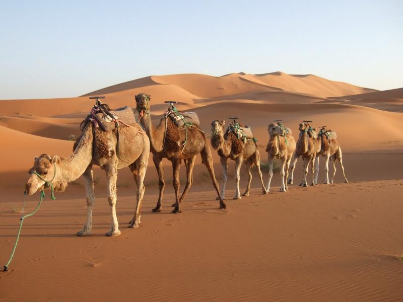 Rajasthan Camel Safari Package