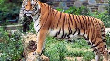 Lion & Tiger Safari Tour Of India