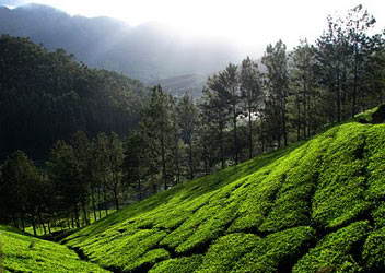 Short Honeymoon Tour - Hills & Wildlife