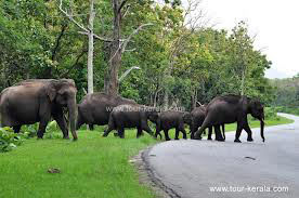 Cochin - Munnar - Thekkady  Tour