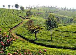 Kodaikanal - Munnar Tour